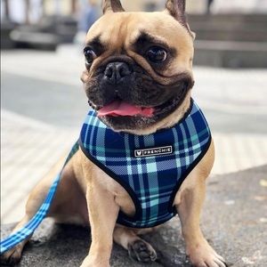 Matching Reversible Harness and Leash Size M